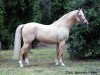 stallion Robin Hood (Hungarian Warmblood, 1992, from Rádiháza 21 Giovanni)