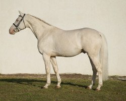 stallion Rubint (Hungarian Warmblood, 2010, from Robin Hood)