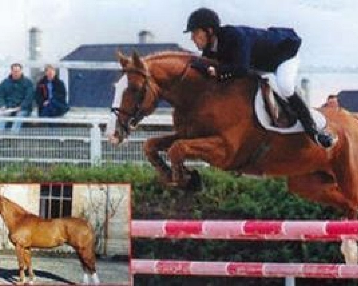 stallion Grand Chef Bleus (Selle Français, 1994, from Quidam de Revel)