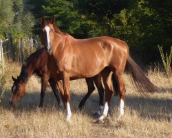 dressage horse Ambiente (Deutsches Reitpferd, 2000, from Almaz)