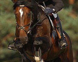 stallion Korto Maltese (Selle Français, 1998, from Le Tot de Semilly)