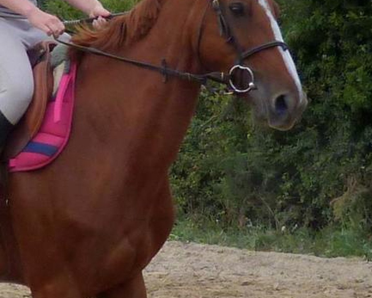 broodmare Salvia de Kergane (Selle Français, 2006, from Korto Maltese)