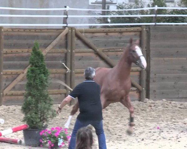 Pferd Acapello de Kergane (Selle Français, 2010, von Grand Chef Bleus)