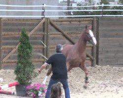 horse Acapello de Kergane (Selle Français, 2010, from Grand Chef Bleus)