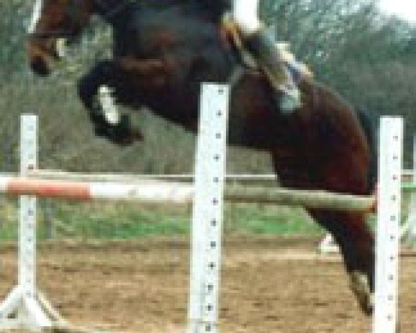 Zuchtstute Vahinée du Bobois (Selle Français, 1987, von Le Tot de Semilly)