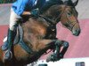 broodmare Daisy du Bobois (Selle Français, 1991, from Phosph'Or AA)