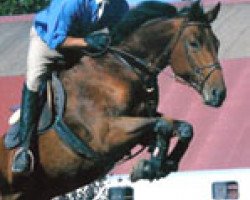 broodmare Daisy du Bobois (Selle Français, 1991, from Phosph'Or AA)