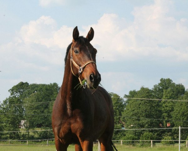 jumper Leonotis (German Sport Horse, 2009, from Levistano)