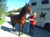 dressage horse Rumboso 5 (Pura Raza Espanola (PRE), 2011, from Benur II)