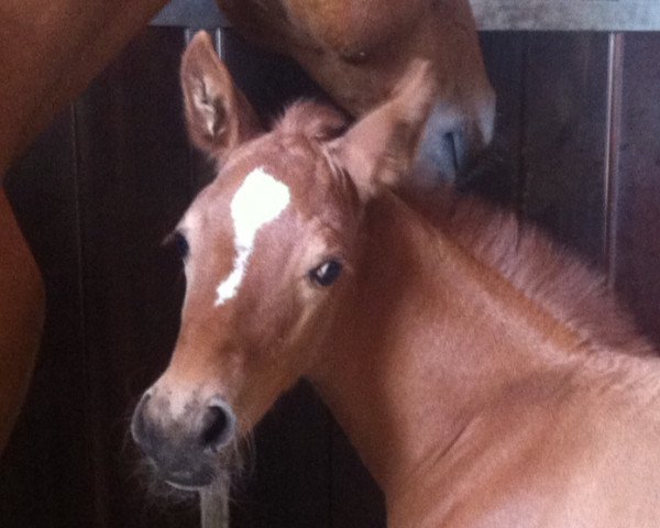 broodmare Caprethina RK (Oldenburg show jumper, 2015, from Cellestial)