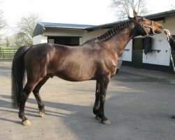 stallion Dow Jones Courcel (Selle Français, 1991, from Quito de Baussy)