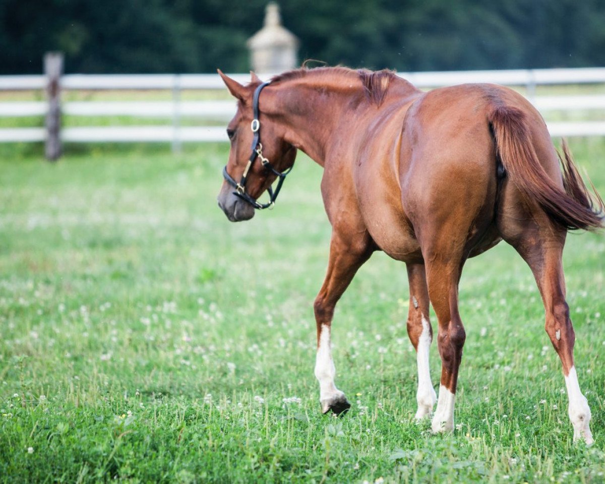 broodmare Dynastie Semilly (Selle Français, 2013, from Kannan)