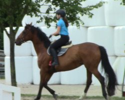 dressage horse Darius (Westphalian, 2001, from Dimension)