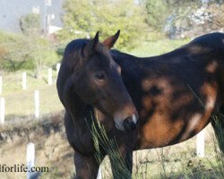 broodmare Quassia d'Esquelmes Z (Zangersheide riding horse, 1995, from Quito de Baussy)