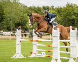 jumper Salut M (Hanoverian, 2012, from Stolzenberg)