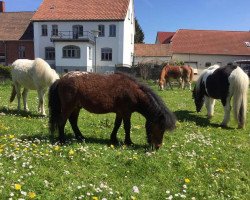 Pferd Hey Du (Shetland Pony (unter 87 cm), 2012)