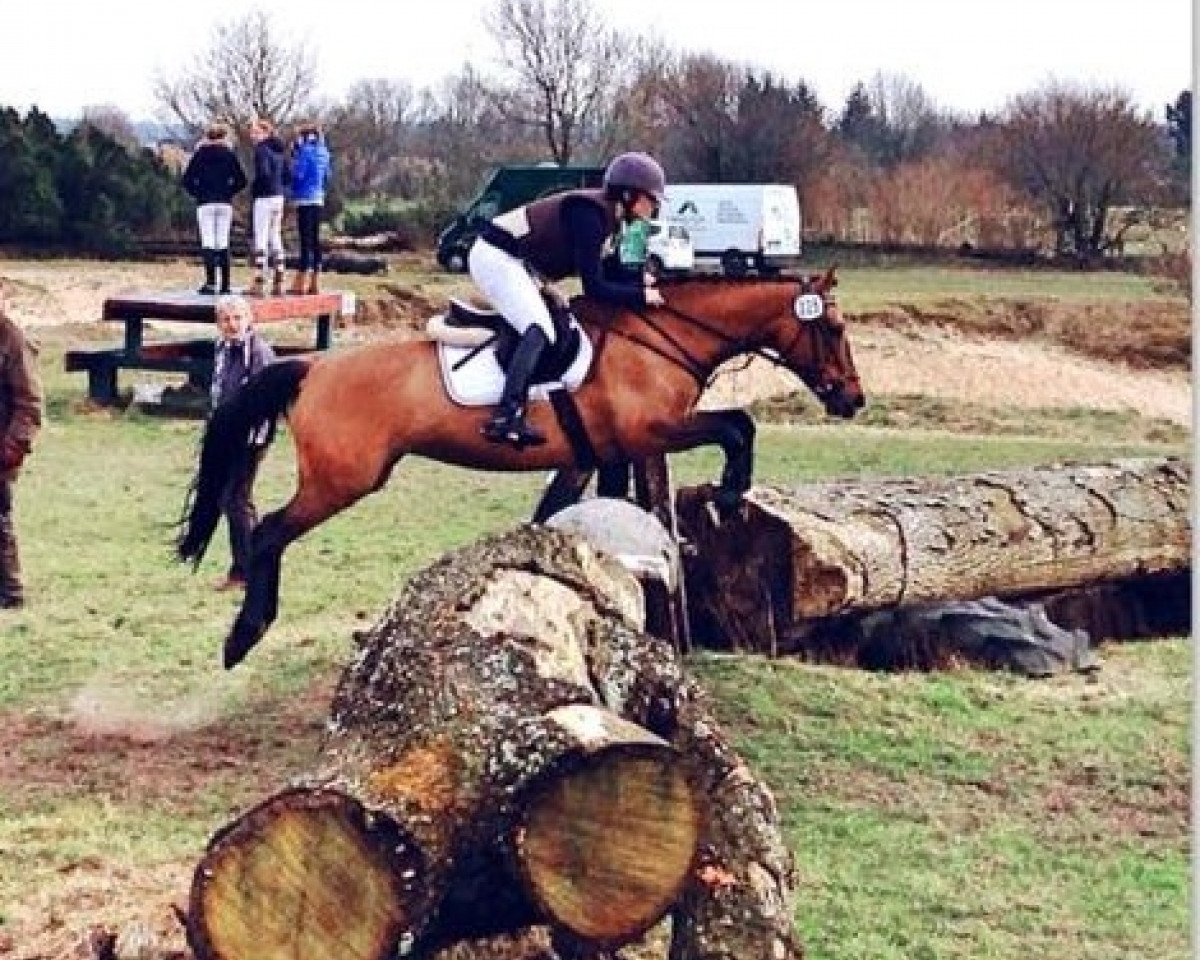 Springpferd Donnabella (Deutsches Reitpony, 2007, von FS Don't Worry)