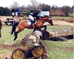 jumper Donnabella (German Riding Pony, 2007, from FS Don't Worry)