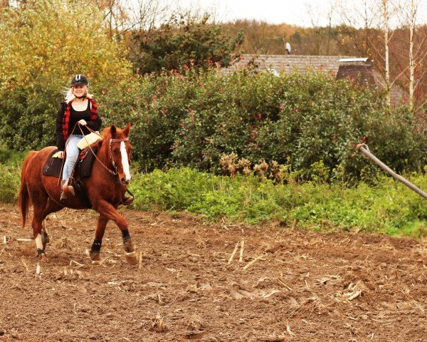 horse Redbull Bo (German trotters, 1995, from Greaser)