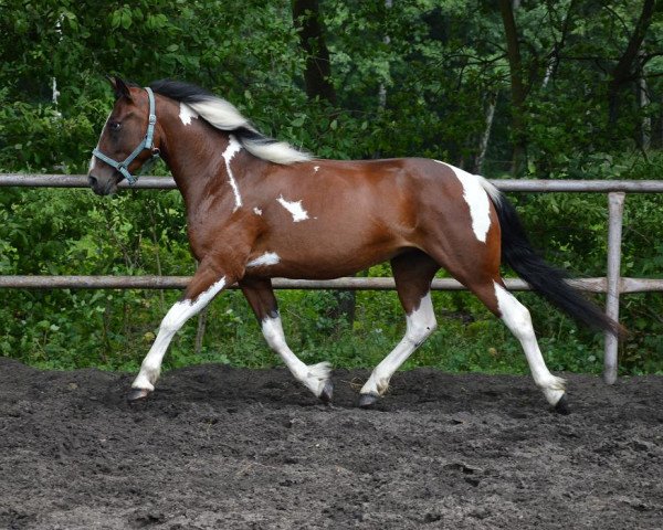 Pferd Samba (Polnisches Warmblut, 2012)