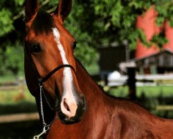 broodmare C'est la Petite (German Sport Horse, 2012, from Cornado)