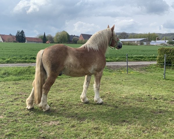 horse Hugo (Rhenish-German Cold-Blood, 2017, from Helios)