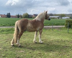 Pferd Hugo (Rheinisch-Deutsches Kaltblut, 2017, von Helios)