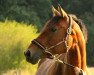 dressage horse Larochelle 5 (Westphalian, 2007, from Lord Loxley I)