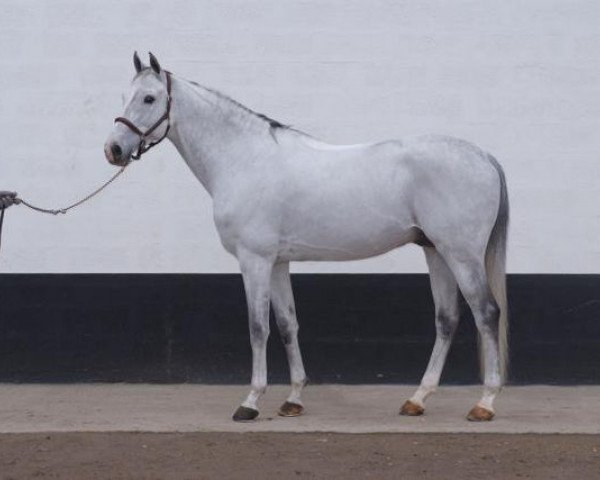 stallion Kafka Brunemont (Selle Français, 1998, from Rêve d'Elle)