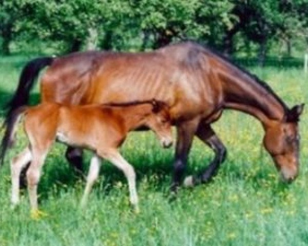 broodmare In Hellering (Selle Français, 1974, from Roalty AA)