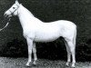 stallion Pepin le Bref xx (Thoroughbred, 1955, from Sicambre xx)