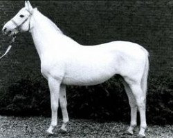 stallion Pepin le Bref xx (Thoroughbred, 1955, from Sicambre xx)