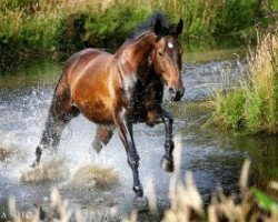 Pferd Royal Libre vom Wartenberg (Deutsches Reitpferd, 2003, von Rubicell)