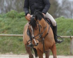 Springpferd Abunadh Pironniere (Selle Français, 2010, von Surcouf de Revel)