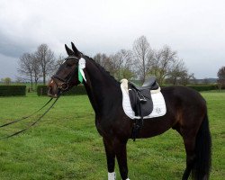 dressage horse Charly Tango 2 (Rheinländer, 2012, from President's Chagall D&r)