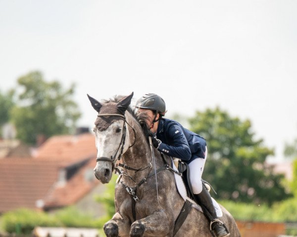 jumper CISCO (German Sport Horse, 2015, from Castelo Branco)