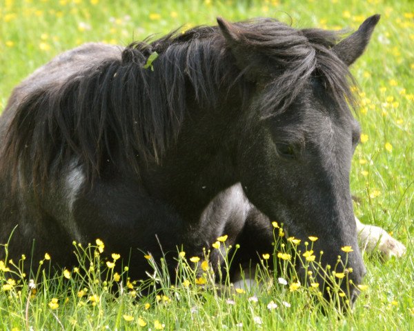 Pferd Tacita vom Idablick (Islandpferd, 2013)