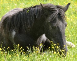 horse Tacita vom Idablick (Islandpferd, 2013)