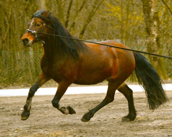 dressage horse PT's Josi June (Welsh-Cob (Sek. D), 2012, from Singold's Journnee)