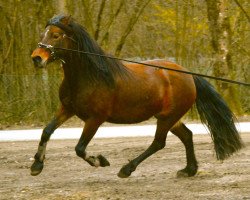 dressage horse June (Welsh-Cob (Sek. D),  , from Singold's Journnee)