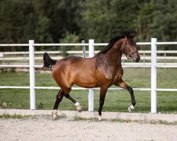 Zuchtstute Immaculee (Selle Français, 2018, von Quickly de Kreisker)