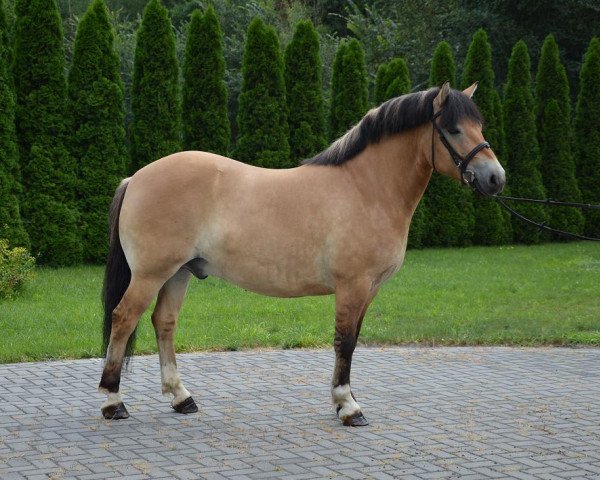 Pferd Tolek (Polnisches Pony, 2010)