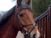 jumper Patisse (German Riding Pony, 2011, from FS Pearcy Pearson)