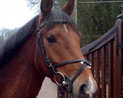 Springpferd Patisse (Deutsches Reitpony, 2011, von FS Pearcy Pearson)