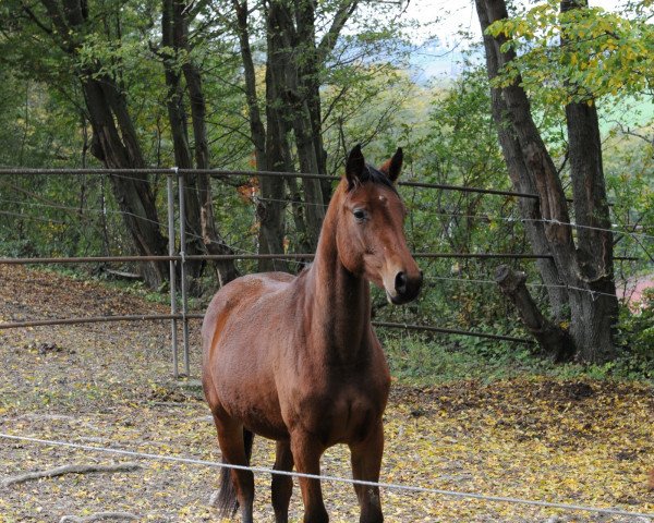 Zuchtstute gianna (Oldenburger, 2014, von Grey Flanell)