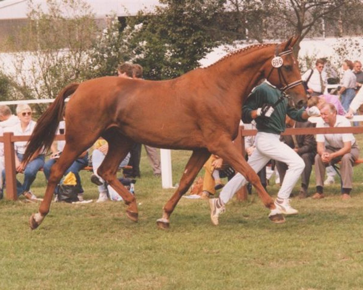 broodmare Granina (Zweibrücken, 1980, from Grandus)