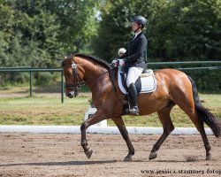 dressage horse Zauberlehrling 12 (Pura Raza Espanola (PRE), 2010)