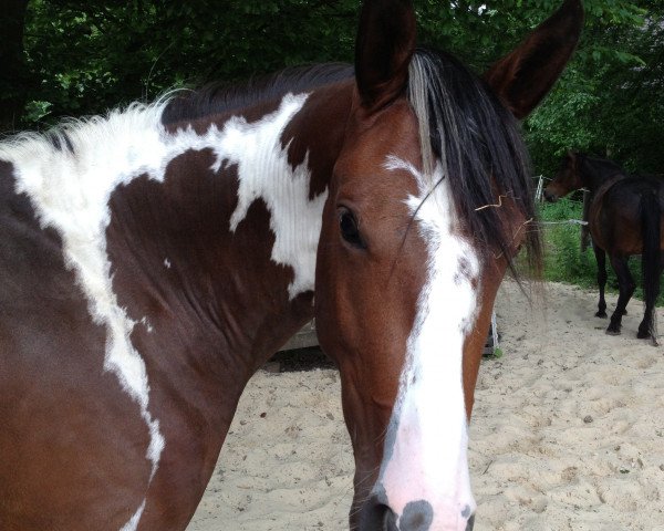 broodmare Spooky (Pinto with riding horses pedigree, 2011, from Self Esteem)