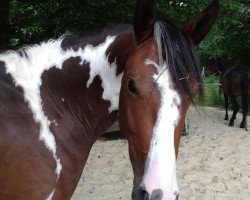 horse Spooky (Pinto mit Reitpferdepedigree, 2011, from Self Esteem)