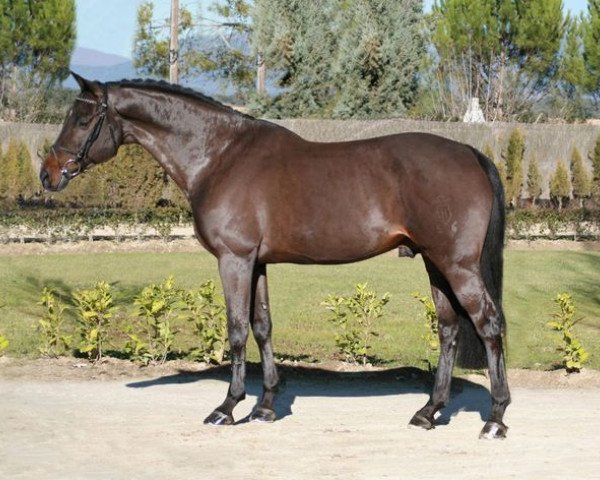 stallion Clarence I (Holsteiner, 2003, from Carano)